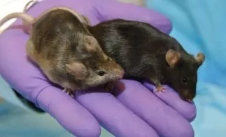 درمان اوتیسم