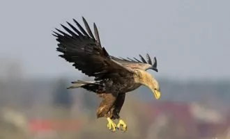 شکار پهپادها به وسیله عقاب ها