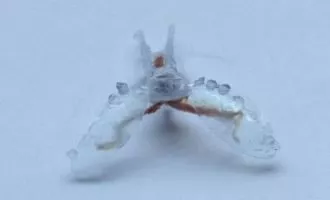 تولید ربات با استفاده از ماهیچه طبیعی