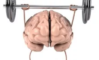مغز