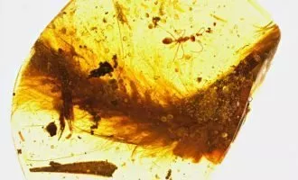 کشف دم پر دار دایناسور در کهربا