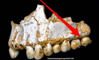 فسیل انسان نئاندرتال