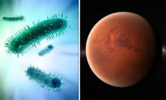 باکتری مقاوم