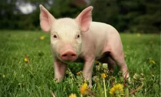 ریه های آزمایشگاهی