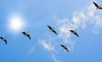 مهاجرت حیوانات