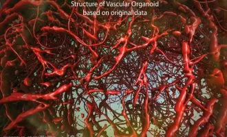 رگ های خونی