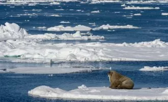 افزایش دمای شمالگان