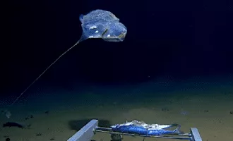 اقیانوس هند