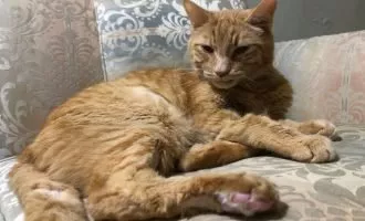 ارسال پیکاچو به فضا