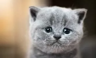 گربه خیابانی