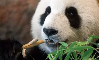 تشخیص پانداها با هوش مصنوعی