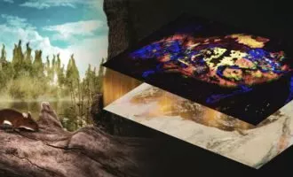 عکس برداری اشعه ایکس