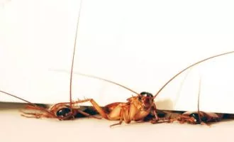 نابودی سوسک ها