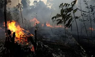 جنگلهای آمازون