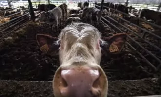 باکتری سالمونللا