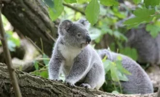 بهره‌برداری از مدفوع برای نجات کوالا