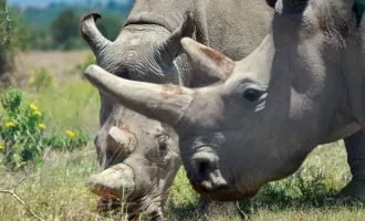 کرگدن سفید شمالی