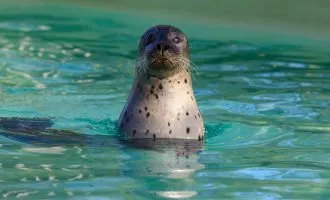 آموزش خوانندگی به فک‌های دریایی