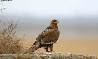 ردیابی حیوانات
