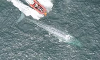 ضربان قلب نهنگ