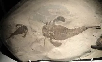 عقرب شکارچی مادر