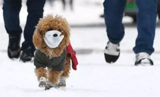 حیوانات خانگی