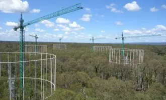 جنگل‌های بالغ