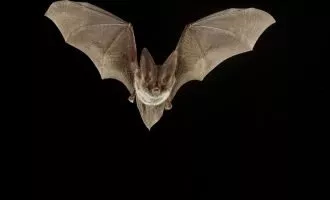 ویروس کرونا