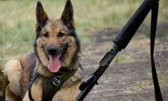 ویروس کرونا