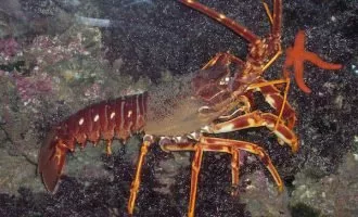 شاه میگوی تیغ دار