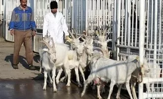 بز سانن و مورسیا
