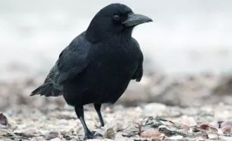 کلاغ