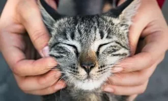 گربه