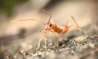 کشاورزی پایدار با پسماند حشرات