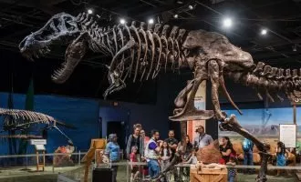 فسیل تی.رکس استن