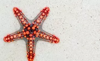 تقارن در طبیعت و حیات