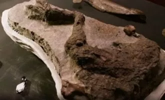 فسیل سالم یک دایناسور