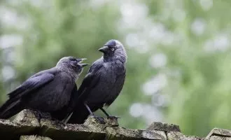 زاغچگان