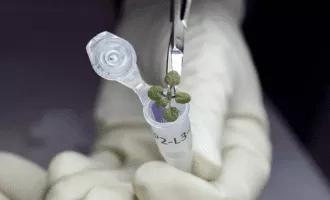 پرورش گیاه در خاک ماه