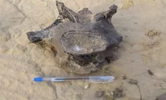 فسیل دایناسور