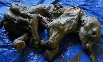 فسیل ماموت پشمالو