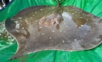 سفره ماهی رودخانه مکونگ
