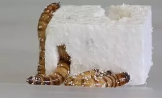 ابرکرم‌های پلاستیک‌خوار