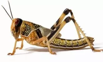 استفاده از ملخ جهت تشخیص سرطان