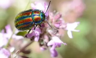 تجربه درد در حشرات
