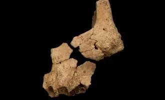 فسیل انسان 1.4 میلیون ساله