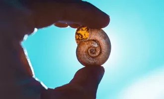 رویداد انقراضی زمین