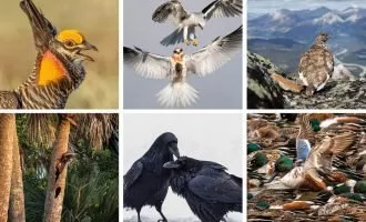 مسابقه عکاسی