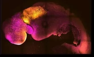 جنین مصنوعی موش