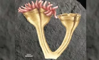 Auroralumina attenboroughii